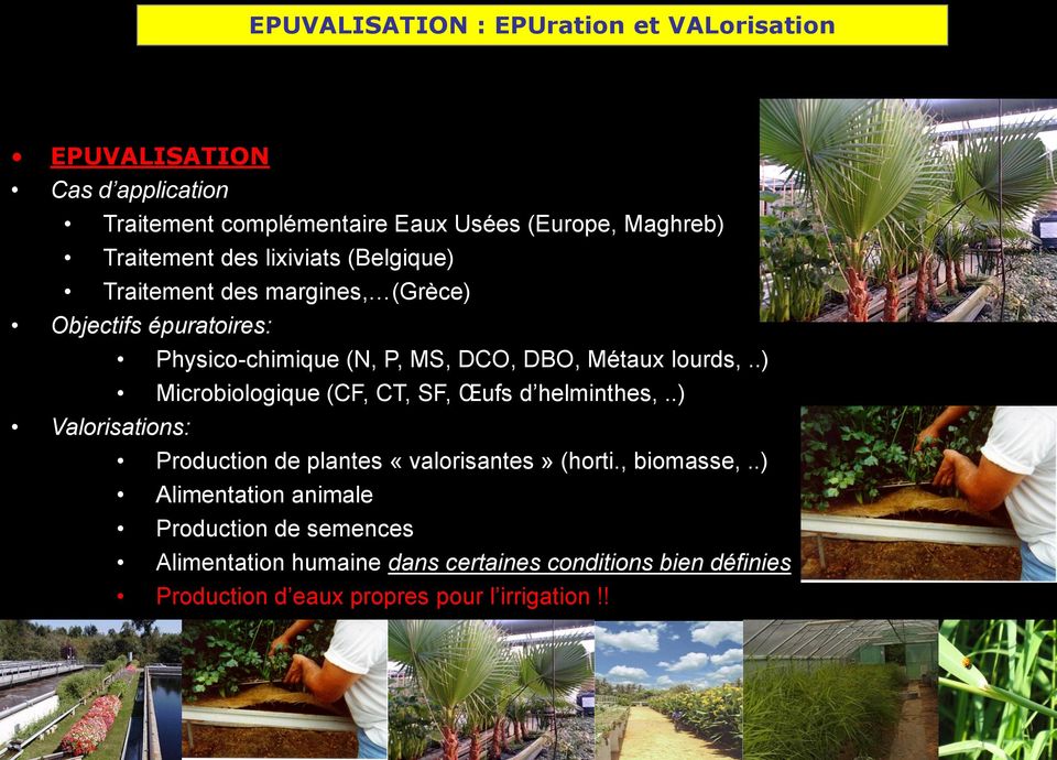 DCO, DBO, Métaux lourds,..) Microbiologique (CF, CT, SF, Œufs d helminthes,..) Production de plantes «valorisantes» (horti., biomasse,.