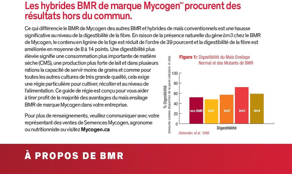 En raison de la présence naturelle du gène bm3 chez le BMR de Mycogen, le contenu en lignine de la tige est réduit de l ordre de 39 pourcent et la digestibilité de la fibre est améliorée en moyenne