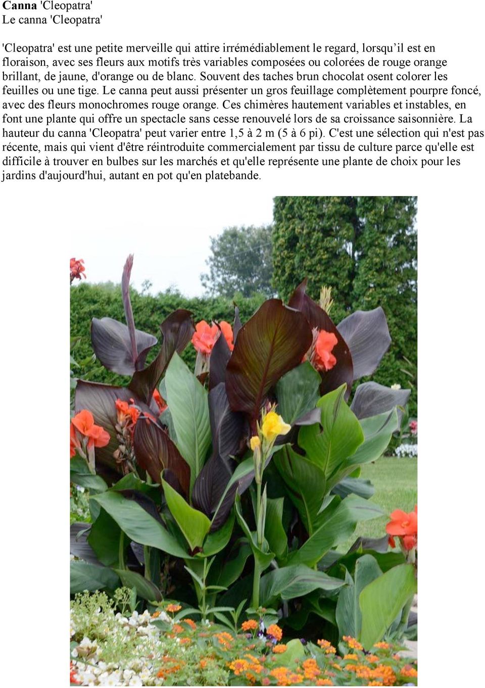 Le canna peut aussi présenter un gros feuillage complètement pourpre foncé, avec des fleurs monochromes rouge orange.