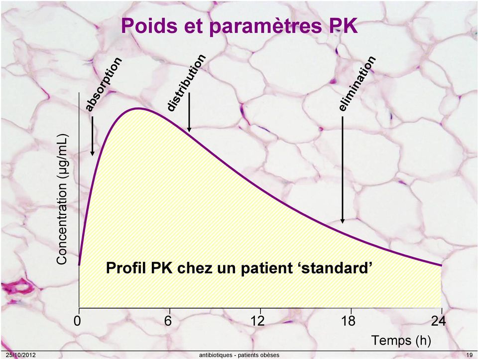 (µg/ml) Profil PK chez un patient standard 0