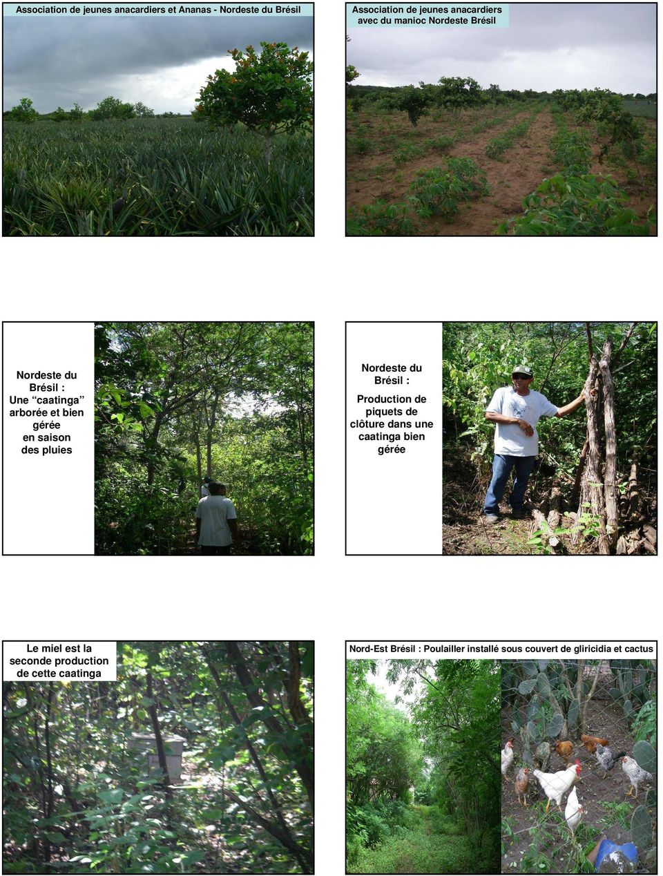 Association de jeunes anacardiers avec du manioc Nordeste Brésil Nordeste du Brésil : Production de