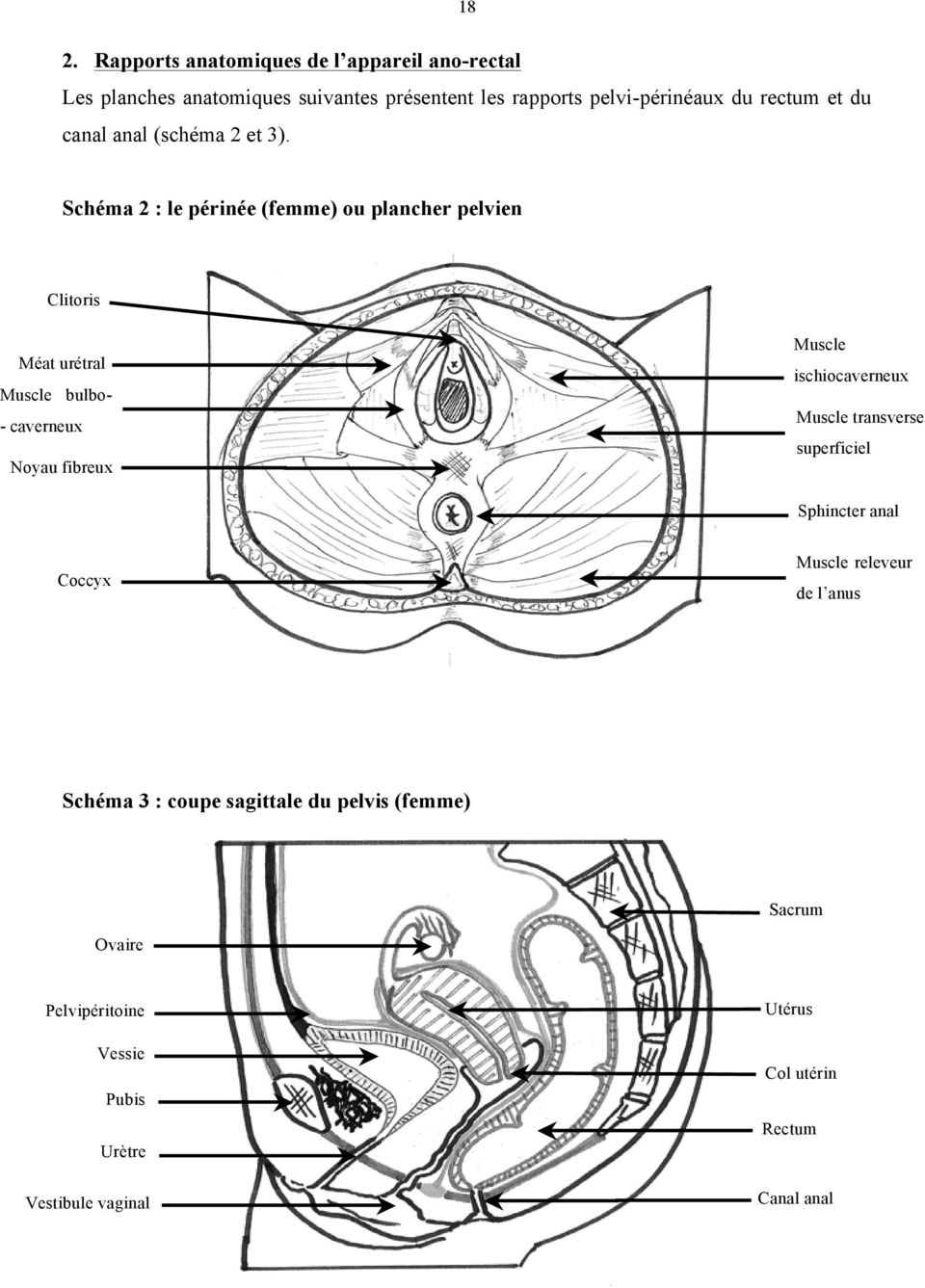 Rapports X : le périnée anatomiques (femme) de ou l appareil plancher ano-rectal pelvien Schéma 2 : le périnée (femme) ou plancher pelvien Schéma X : le périnée (femme) ou plancher pelvien Clitoris