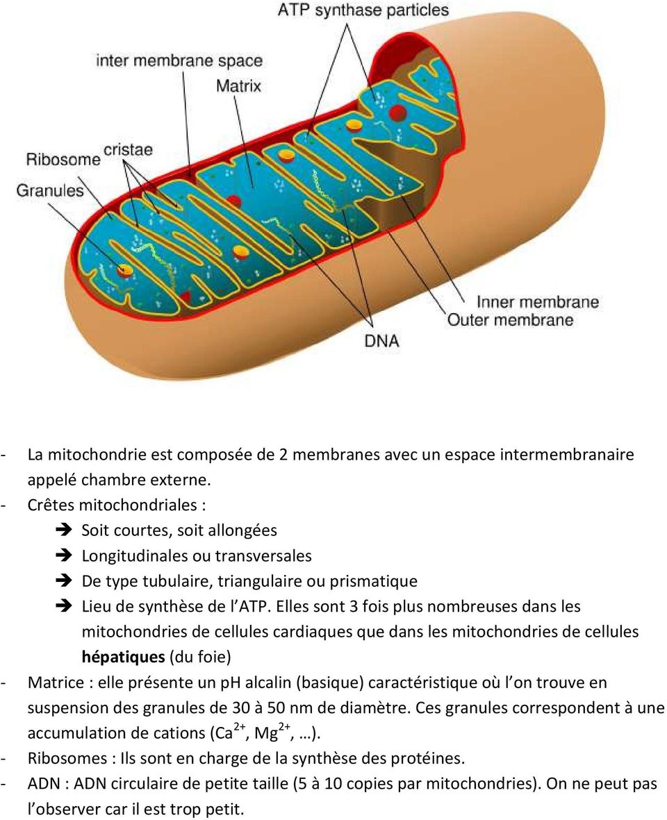 Elles sont 3 fois plus nombreuses dans les mitochondries de cellules cardiaques que dans les mitochondries de cellules hépatiques (du foie) - Matrice : elle présente un ph alcalin (basique)