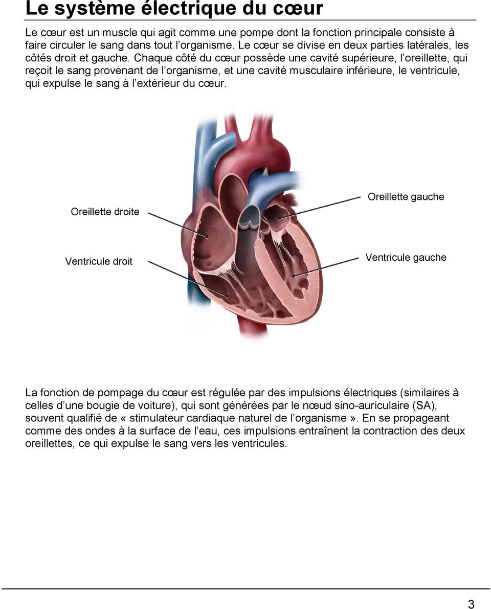 Chaque côté du cœur possède une cavité supérieure, l oreillette, qui reçoit le sang provenant de l organisme, et une cavité musculaire inférieure, le ventricule, qui expulse le sang à l extérieur du