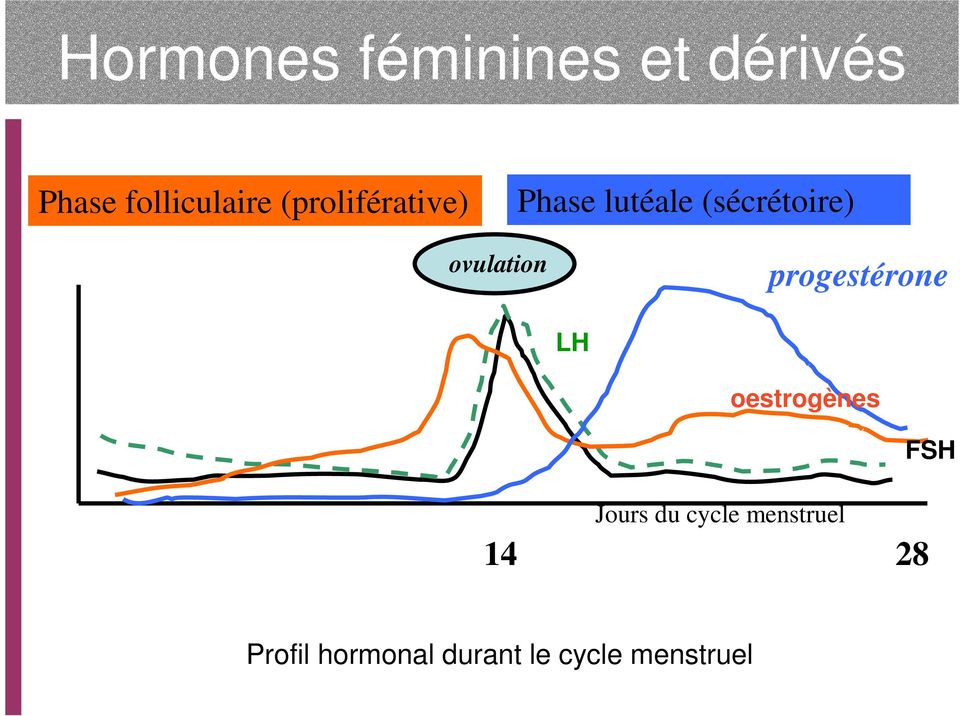 LH oestrogènes Jours du cycle menstruel 14