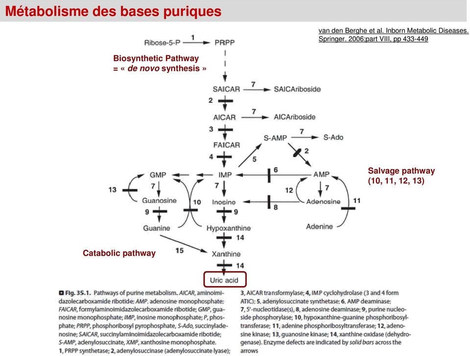 2006;part VIII, pp 433-449 Biosynthetic Pathway =