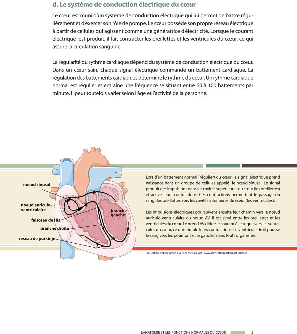 Lorsque le courant électrique est produit, il fait contracter les oreillettes et les ventricules du cœur, ce qui assure la circulation sanguine.