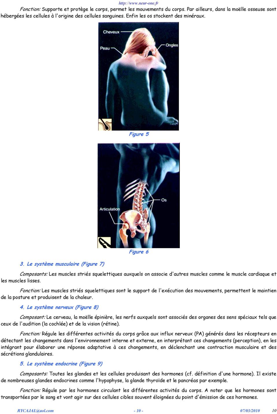 Le système musculaire (Figure 7) Figure 6 Composants: Les muscles striés squelettiques auxquels on associe d'autres muscles comme le muscle cardiaque et les muscles lisses.
