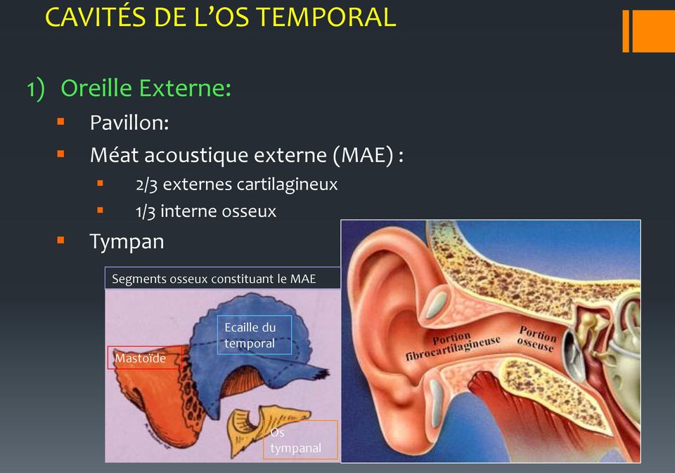 externes cartilagineux 1/3 interne osseux Tympan
