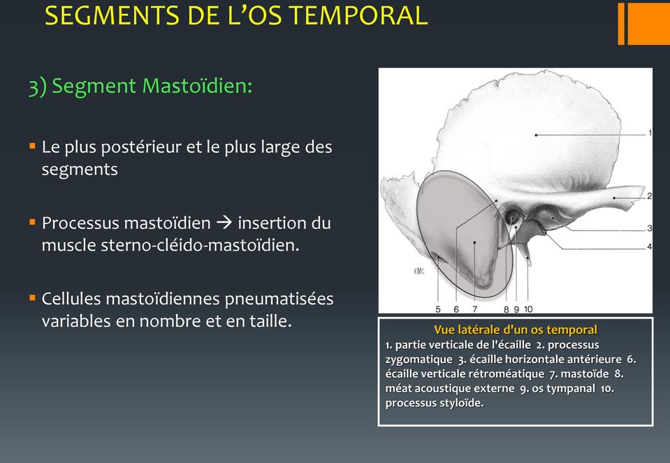 Cellules mastoïdiennes pneumatisées variables en nombre et en taille. Vue latérale d'un os temporal 1.