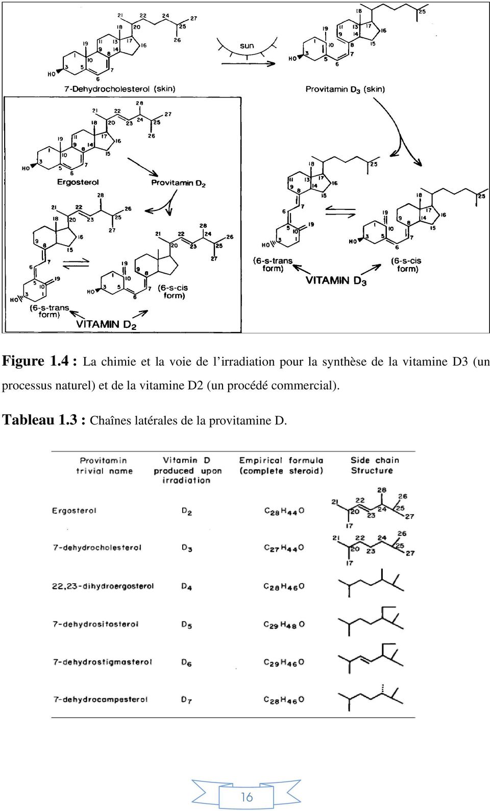 synthèse de la vitamine D3 (un processus naturel) et