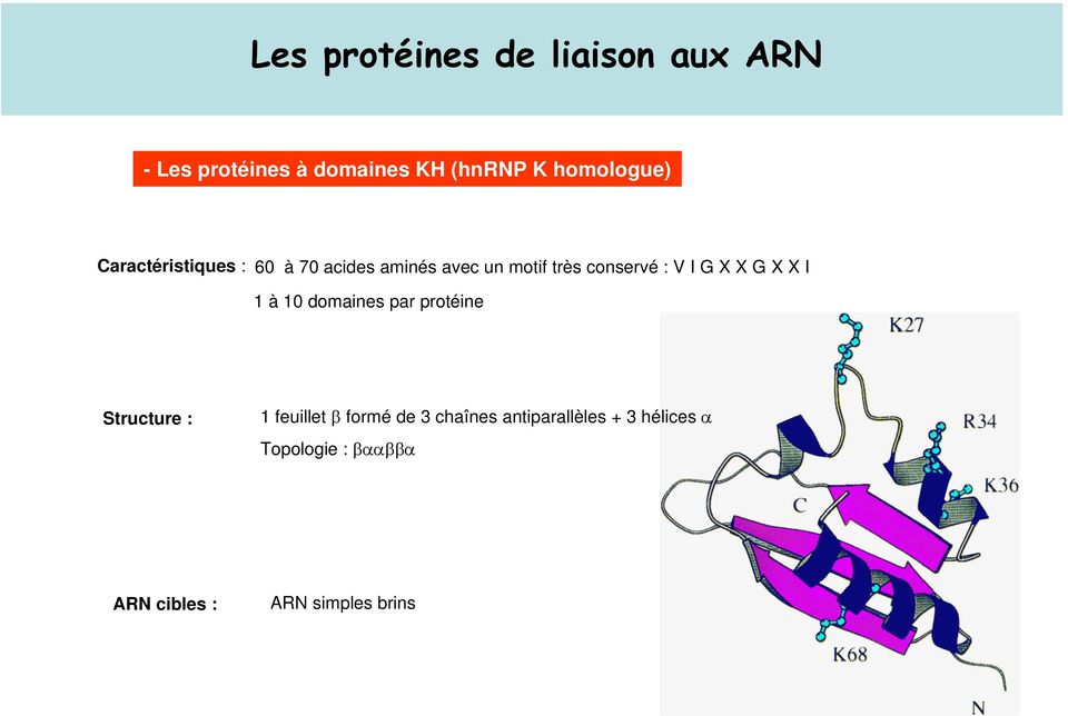 : V I G X X G X X I 1 à 10 domaines par protéine Structure : 1 feuillet β formé