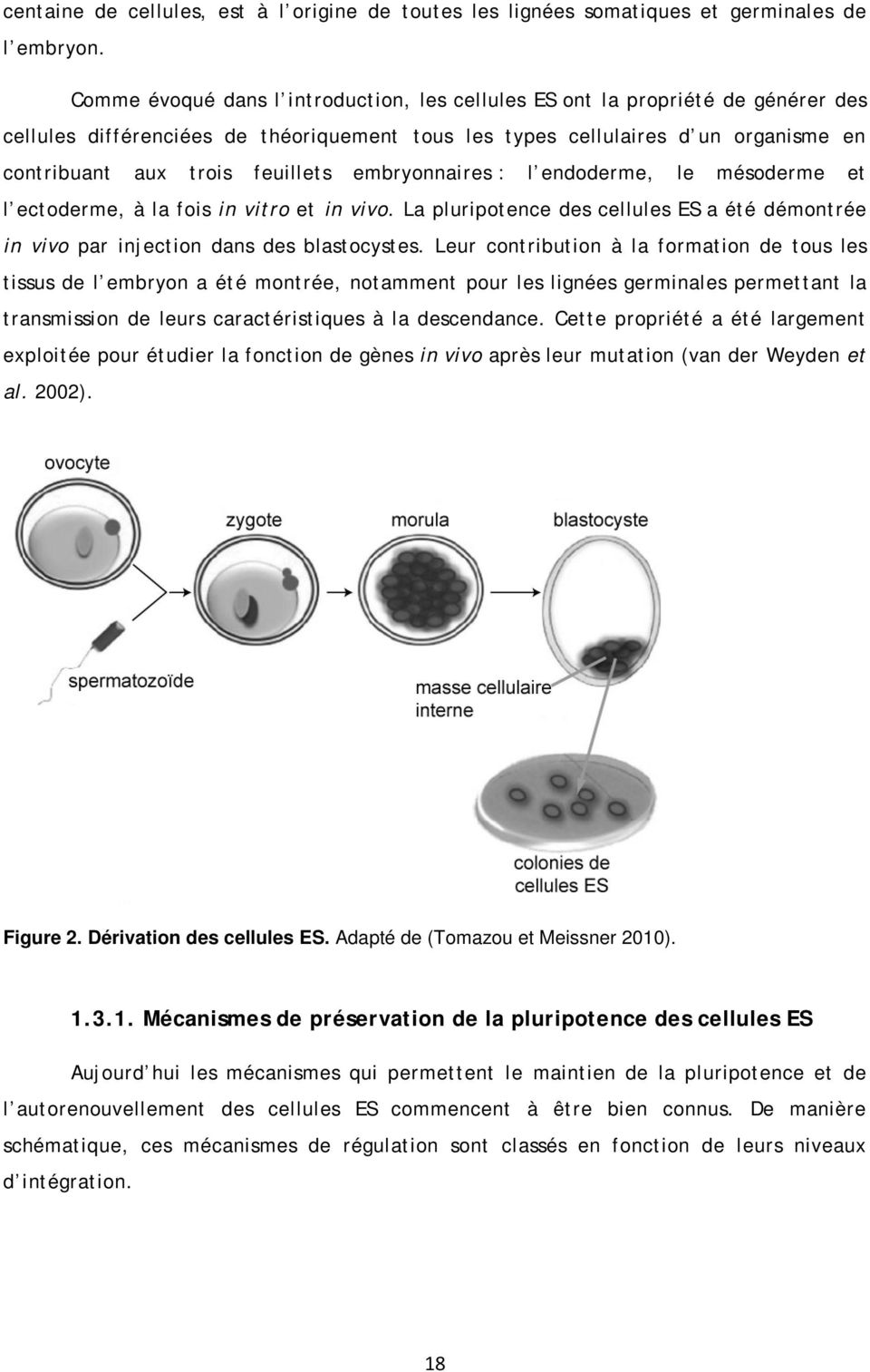 embryonnaires : l endoderme, le mésoderme et l ectoderme, à la fois in vitro et in vivo. La pluripotence des cellules ES a été démontrée in vivo par injection dans des blastocystes.