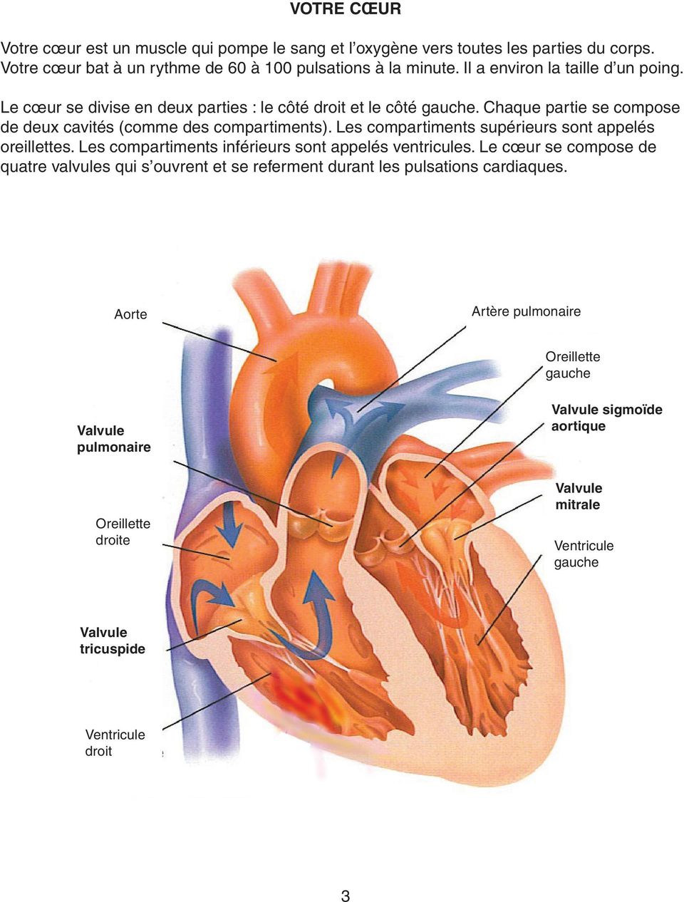 Les compartiments supérieurs sont appelés oreillettes. Les compartiments inférieurs sont appelés ventricules.