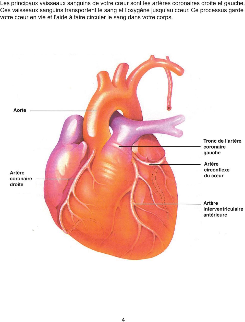 Ce processus garde votre cœur en vie et l aide à faire circuler le sang dans votre corps.
