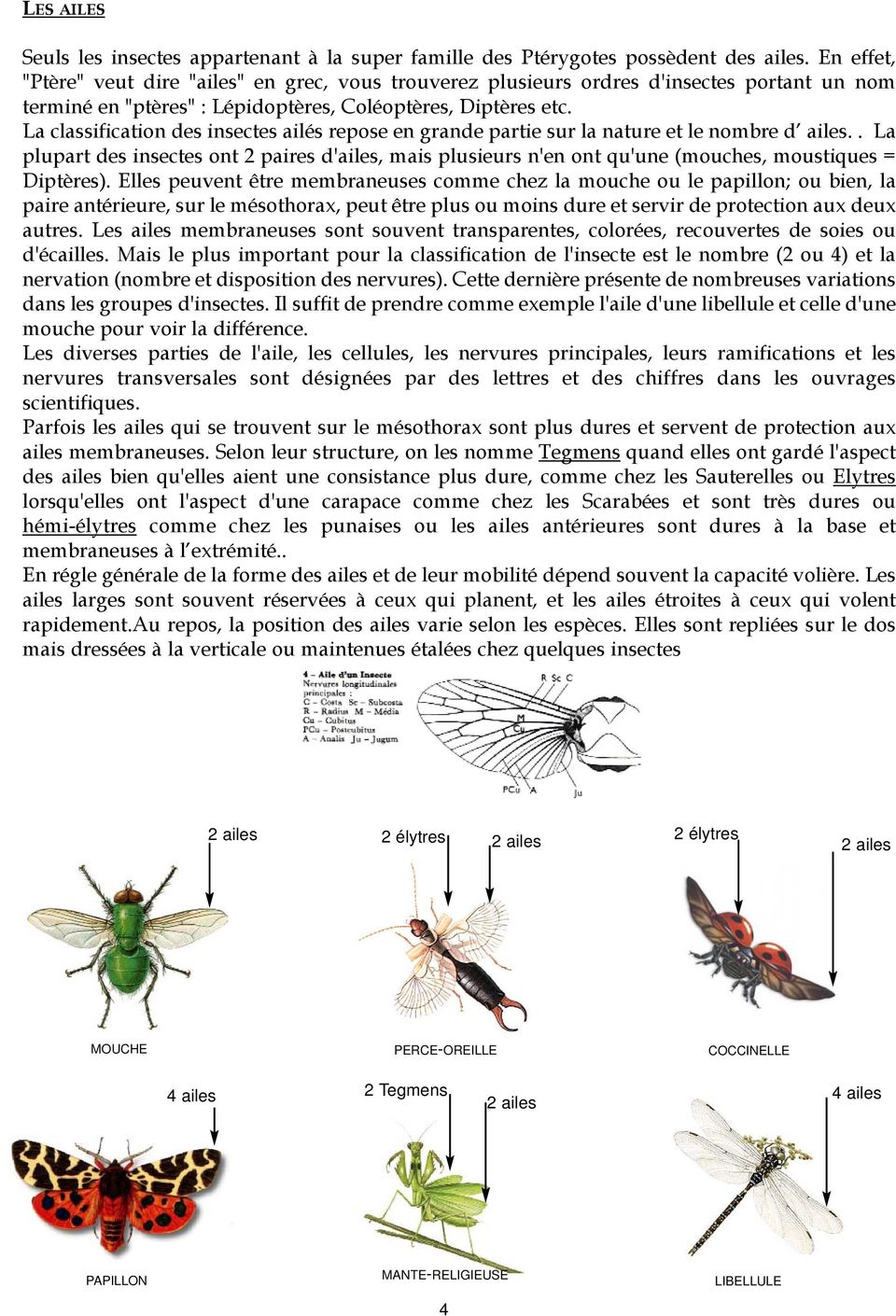 La classification des insectes ailés repose en grande partie sur la nature et le nombre d ailes.