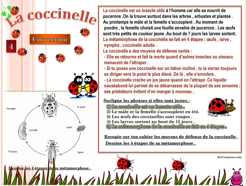 La métamorphose de la coccinelle se fait en 4 étapes : œufs, larve, nymphe, coccinelle adulte.