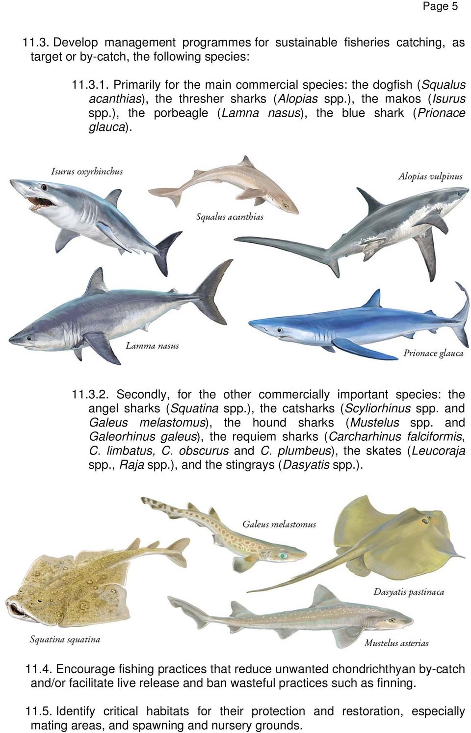 ), the catsharks (Scyliorhinus spp. and Galeus melastomus), the hound sharks (Mustelus spp. and Galeorhinus galeus), the requiem sharks (Carcharhinus falciformis, C. limbatus, C. obscurus and C.