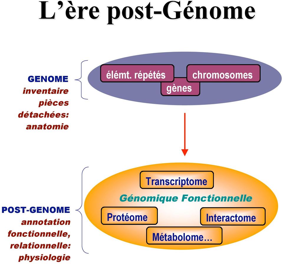 répétés chromosomes gènes POST-GENOME annotation