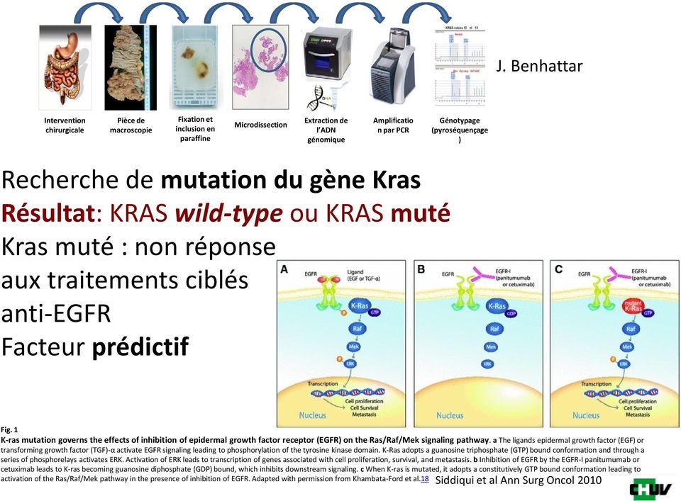 1 K-ras mutation governs the effects of inhibition of epidermal growth factor receptor (EGFR) on the Ras/Raf/Mek signaling pathway.