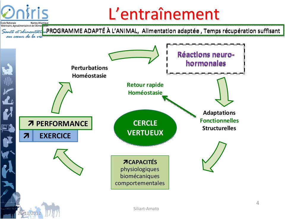 Réactions neuro- hormonales PERFORMANCE EXERCICE CERCLE VERTUEUX Adaptations