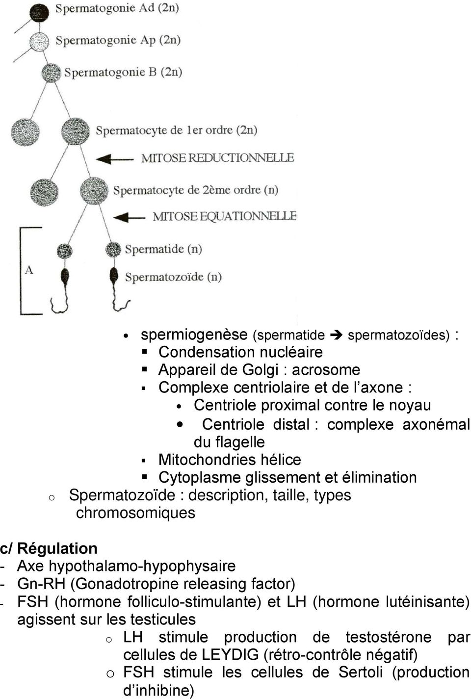 chrmsmiques c/ Régulatin - Axe hypthalam-hypphysaire - Gn-RH (Gnadtrpine releasing factr) - FSH (hrmne fllicul-stimulante) et LH (hrmne lutéinisante)