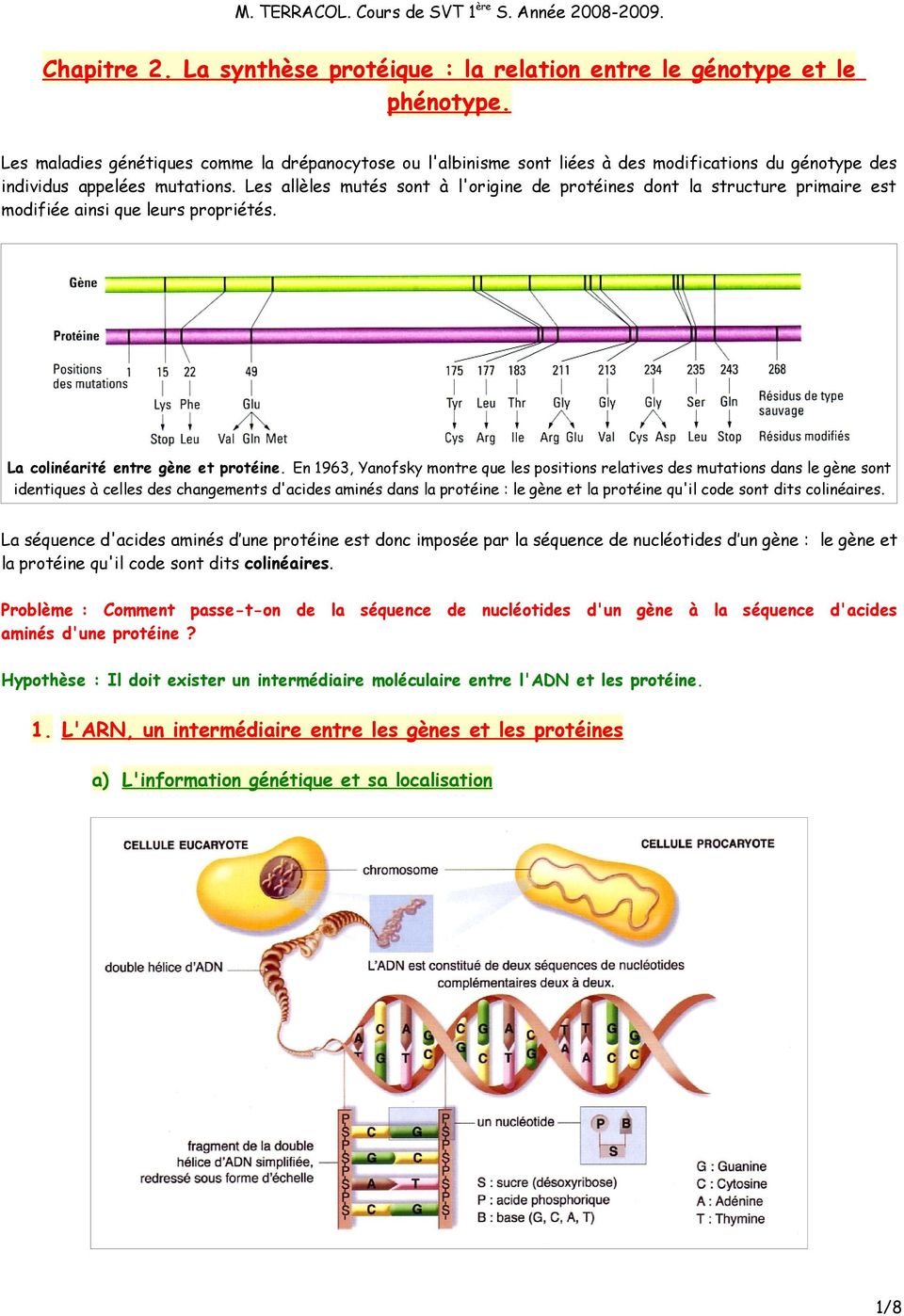 Les allèles mutés sont à l'origine de protéines dont la structure primaire est modifiée ainsi que leurs propriétés. La colinéarité entre gène et protéine.