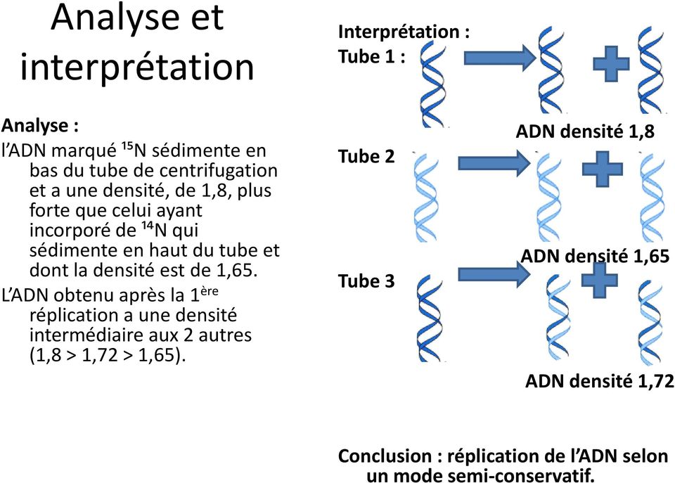 L ADN obtenu après la 1 ère réplication a une densité intermédiaire aux 2 autres (1,8 > 1,72 > 1,65).