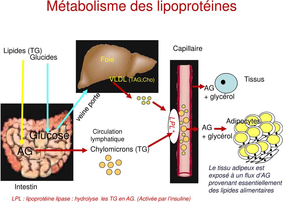 glycérol Intestin LPL : lipoprotéine lipase : hydrolyse les TG en AG.