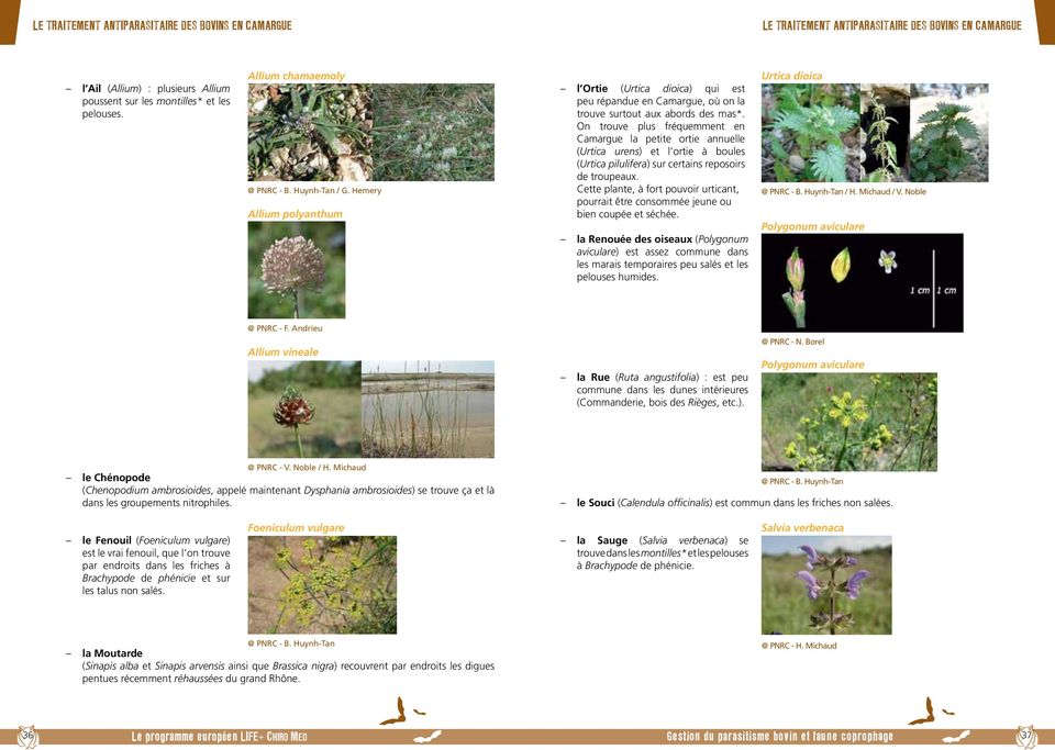 On trouve plus fréquemment en Camargue la petite ortie annuelle (Urtica urens) et l ortie à boules (Urtica pilulifera) sur certains reposoirs de troupeaux.