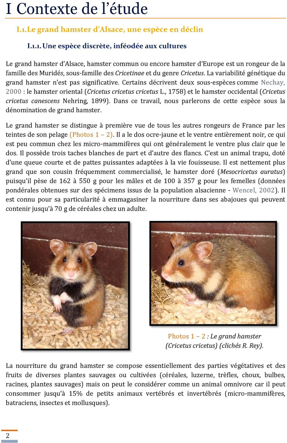 1. Une espèce discrète, inféodée aux cultures Le grand hamster d Alsace, hamster commun ou encore hamster d Europe est un rongeur de la famille des Muridés, sous-famille des Cricetinae et du genre