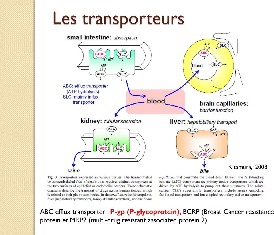 (P-glycoprotein), BCRP (Breast Cancer