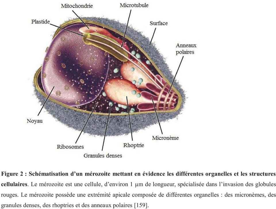 Le mérozoite est une cellule, d environ 1 μm de longueur, spécialisée dans l invasion des
