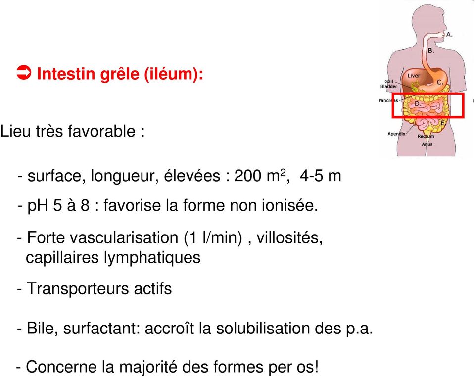 - Forte vascularisation (1 l/min), villosités, capillaires lymphatiques -