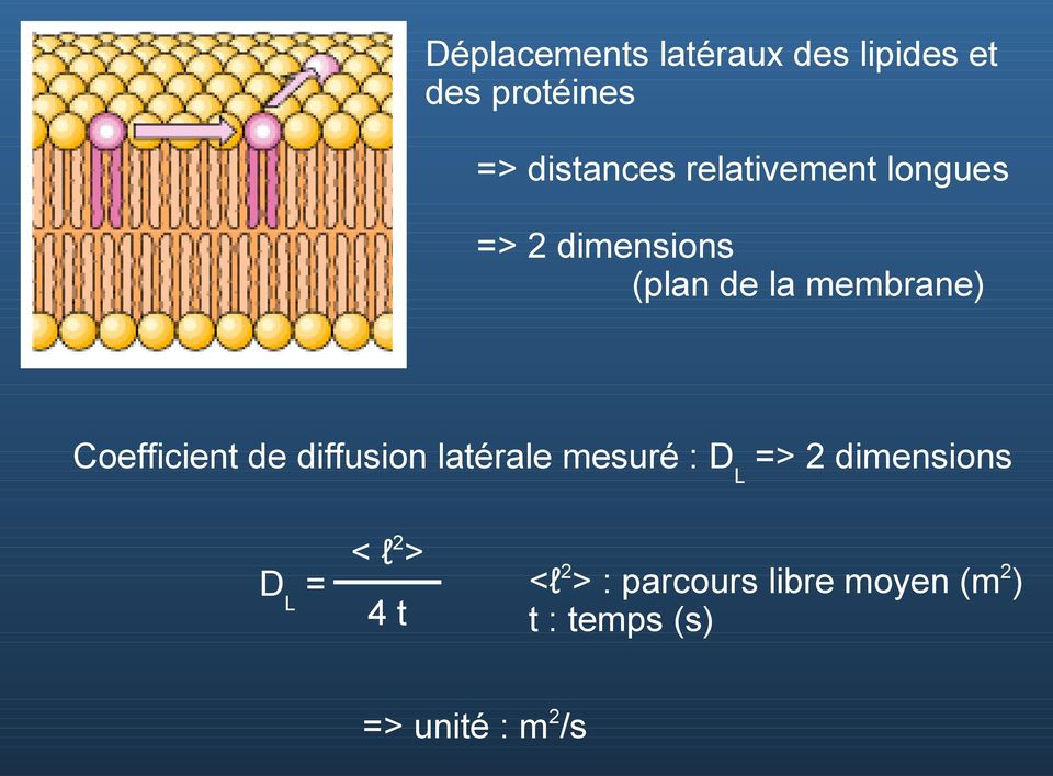 Coefficient de diffusion latérale mesuré : DL => 2 dimensions DL