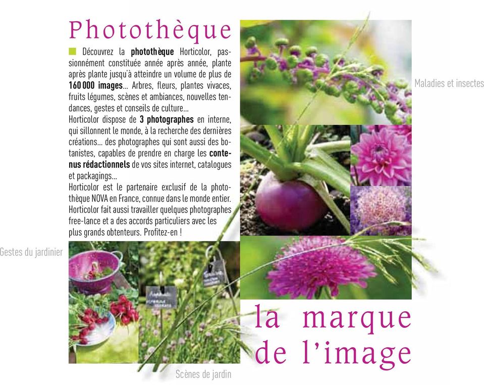 créations des photographes qui sont aussi des botanistes, capables de prendre en charge les contenus rédactionnels de vos sites internet, catalogues et packagings Horticolor est le partenaire