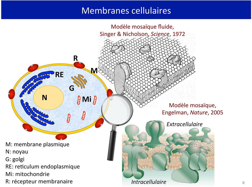 Extracellulaire M: membrane plasmique N: noyau G: golgi RE: re6culum