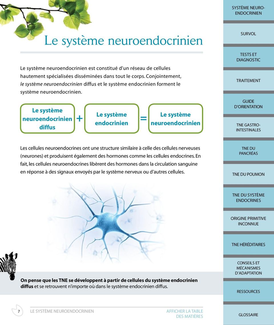 Le système neuroendocrinien diffus + = Le système endocrinien Le système neuroendocrinien Les cellules neuroendocrines ont une structure similaire à celle des cellules nerveuses (neurones) et