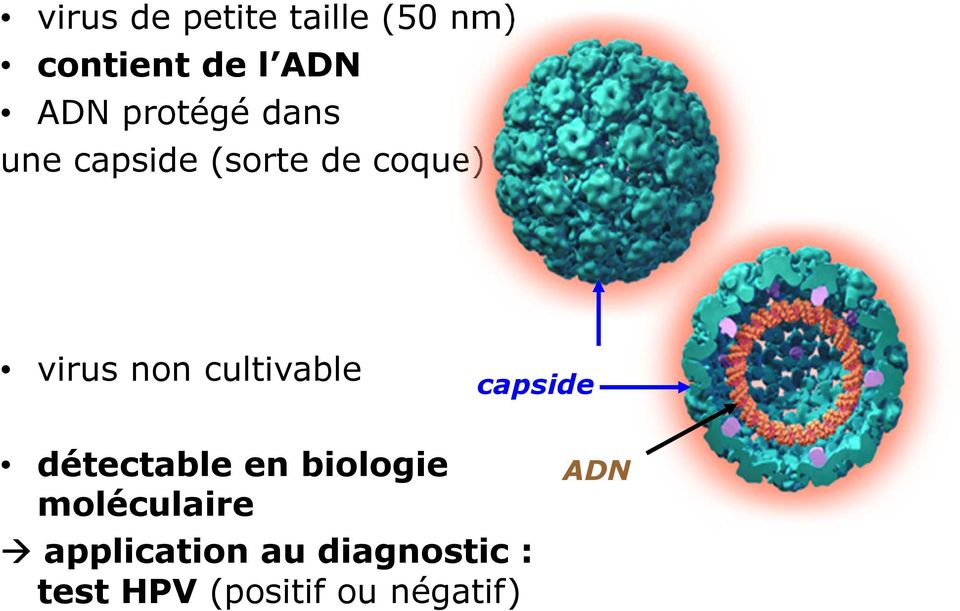 cultivable capside détectable en biologie moléculaire