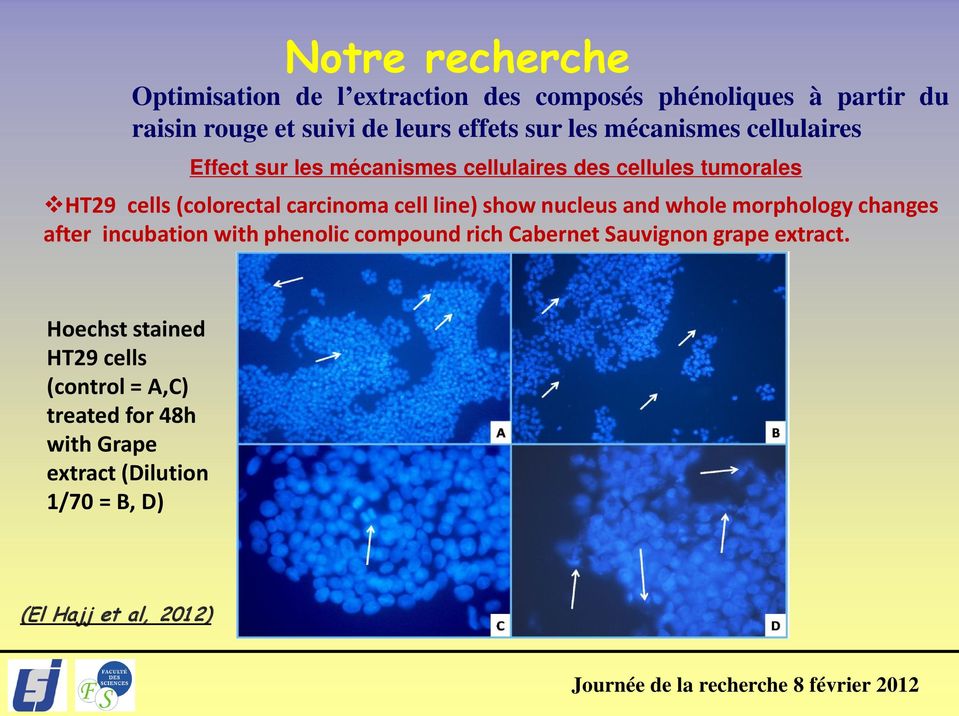 cell line) show nucleus and whole morphology changes after incubation with phenolic compound rich Cabernet Sauvignon grape