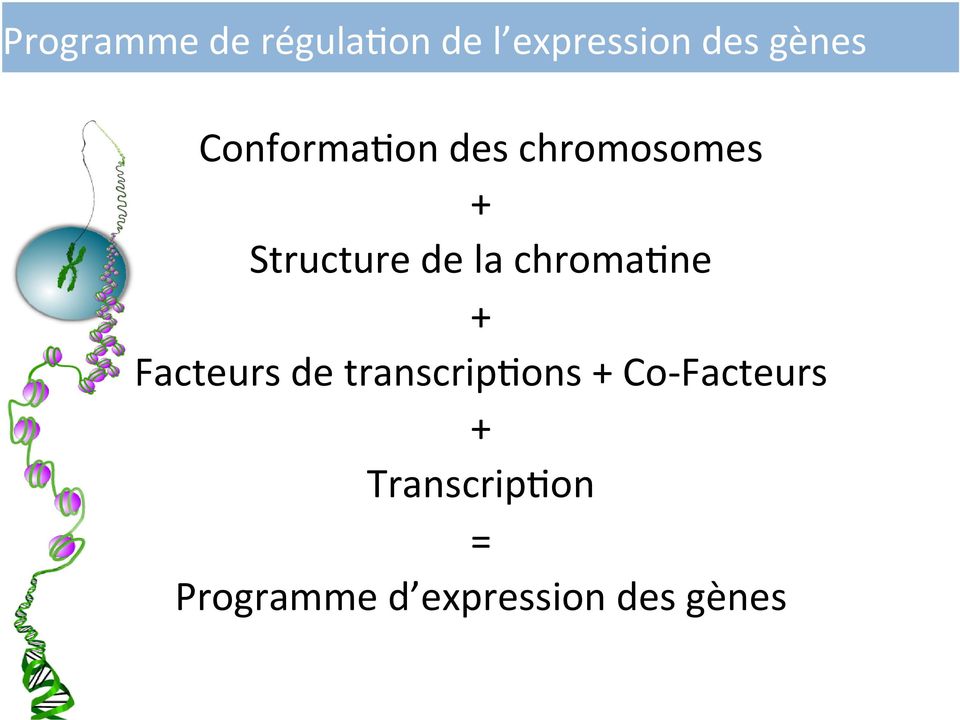 chroma;ne + Facteurs de transcrip;ons + Co-
