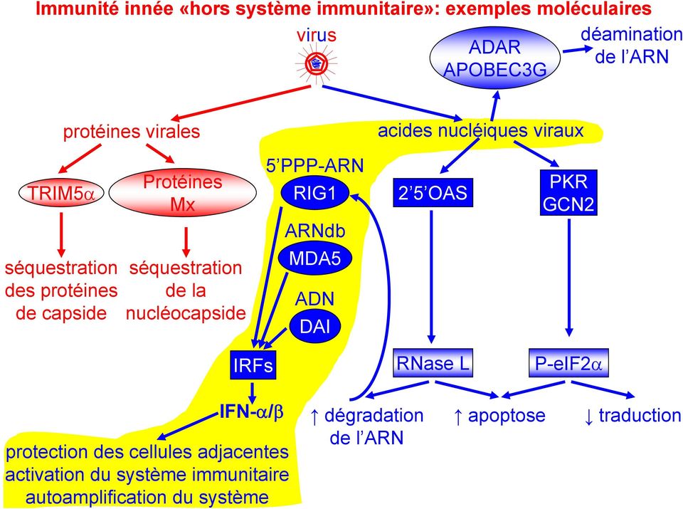 séquestration MDA5 des protéines de la ADN de capside nucléocapside DAI IRFs RNase L P-eIF2α IFN-α/β protection des