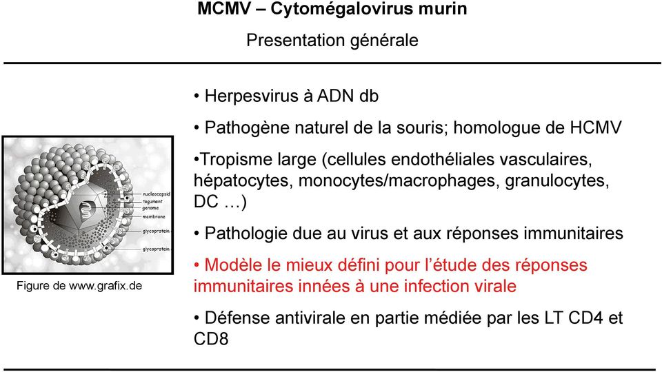 ) Pathologie due au virus et aux réponses immunitaires Figure de www.grafix.