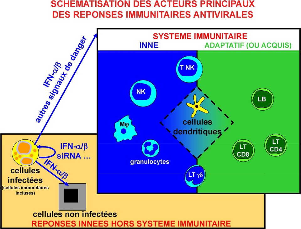 infectées (cellules immunitaires incluses) NK IFN-α/β sirna Mφ granulocytes cellules