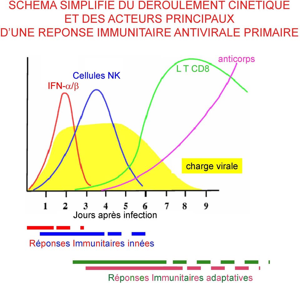 Cellules NK IFN-α/β L T CD8 anticorps charge virale Jours