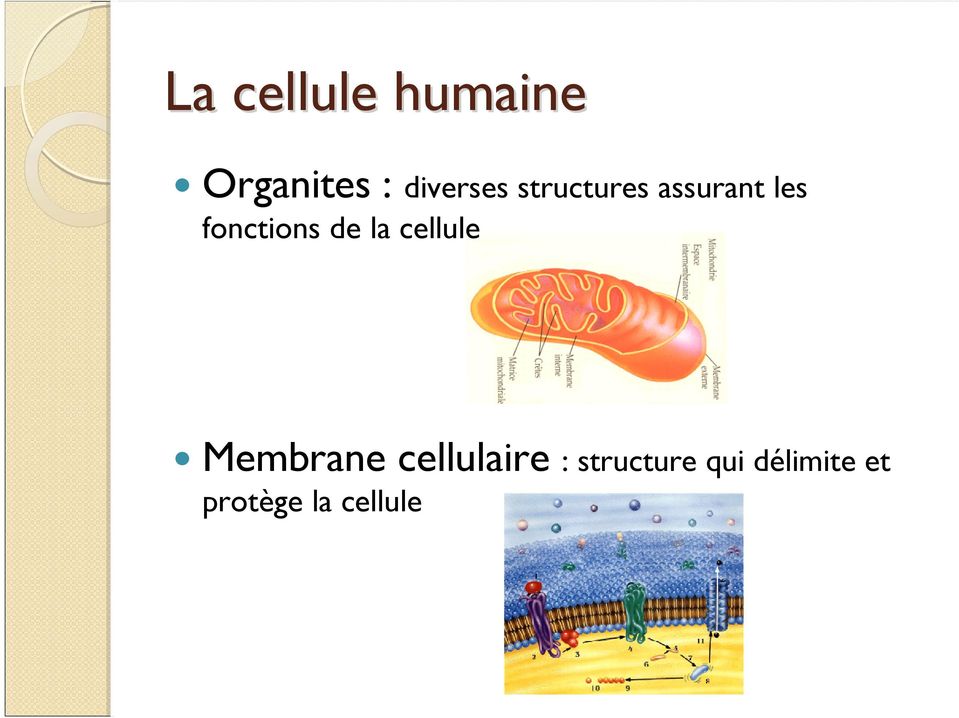 fonctions de la cellule Membrane