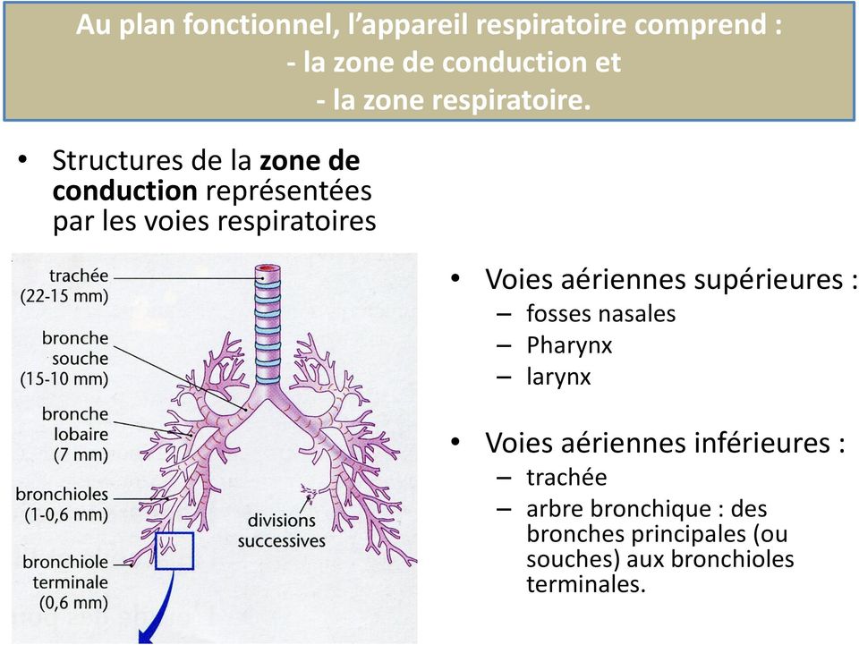 Structures de la zone de conduction représentées par les voies respiratoires Voies