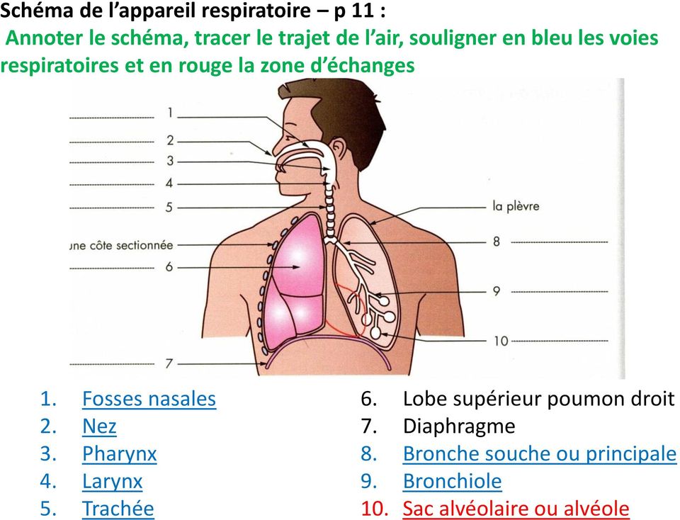 Fosses nasales 2. Nez 3. Pharynx 4. Larynx 5. Trachée 6.