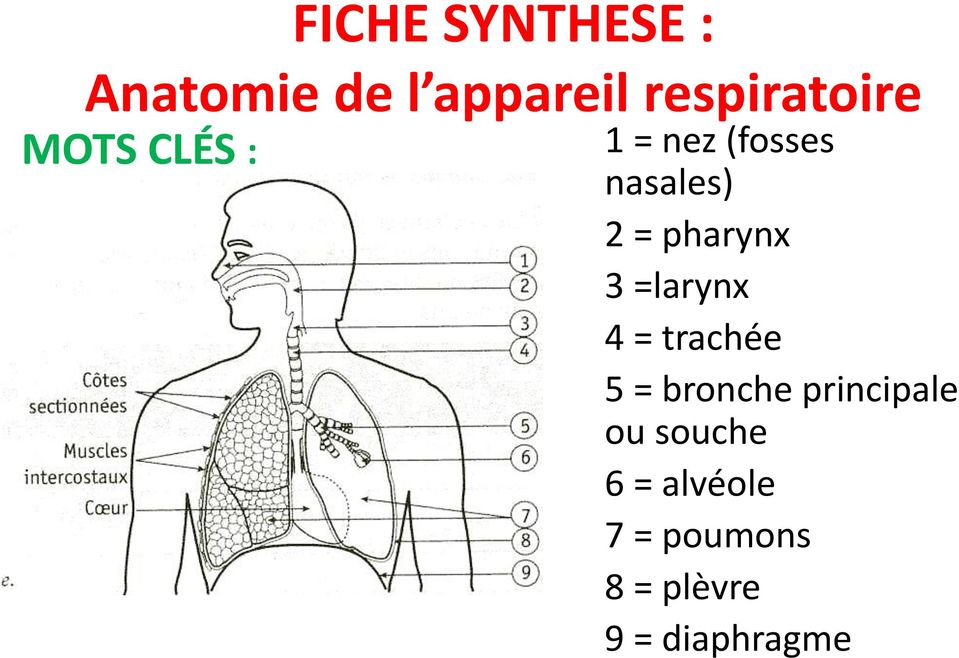 = pharynx 3 =larynx 4 = trachée 5 = bronche