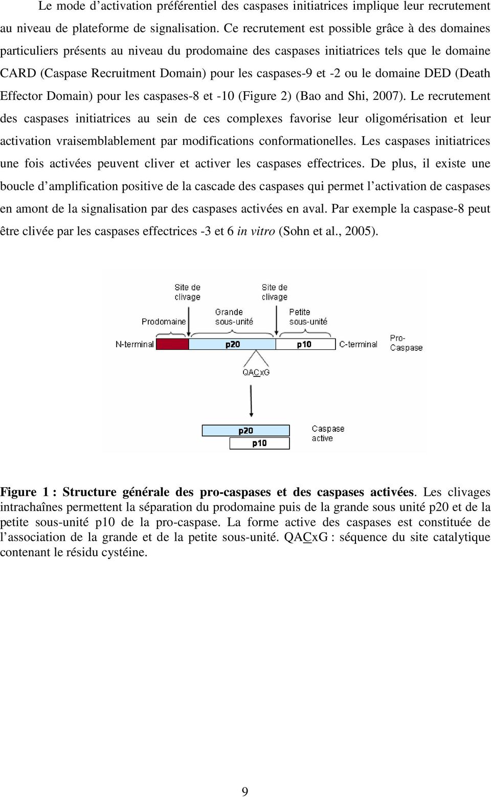 -2 ou le domaine DED (Death Effector Domain) pour les caspases-8 et -10 (Figure 2) (Bao and Shi, 2007).